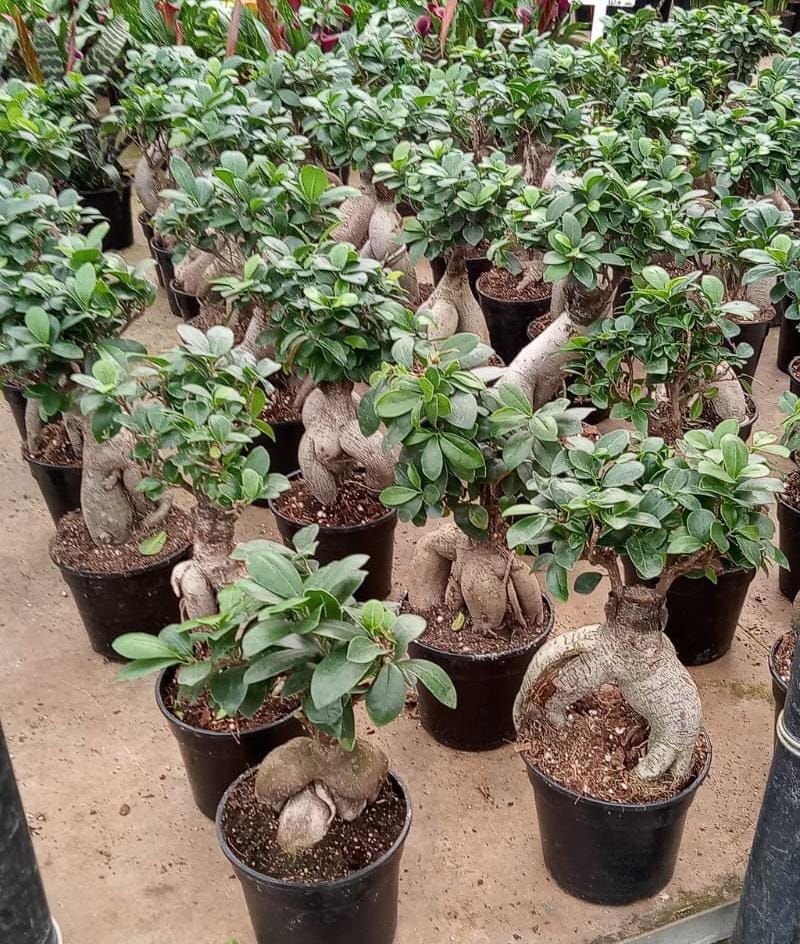 10 Ways to Care for Ficus Gensing