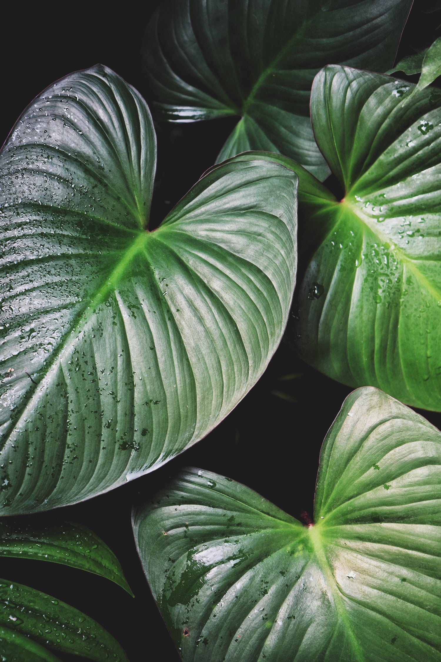 Foliage Plants