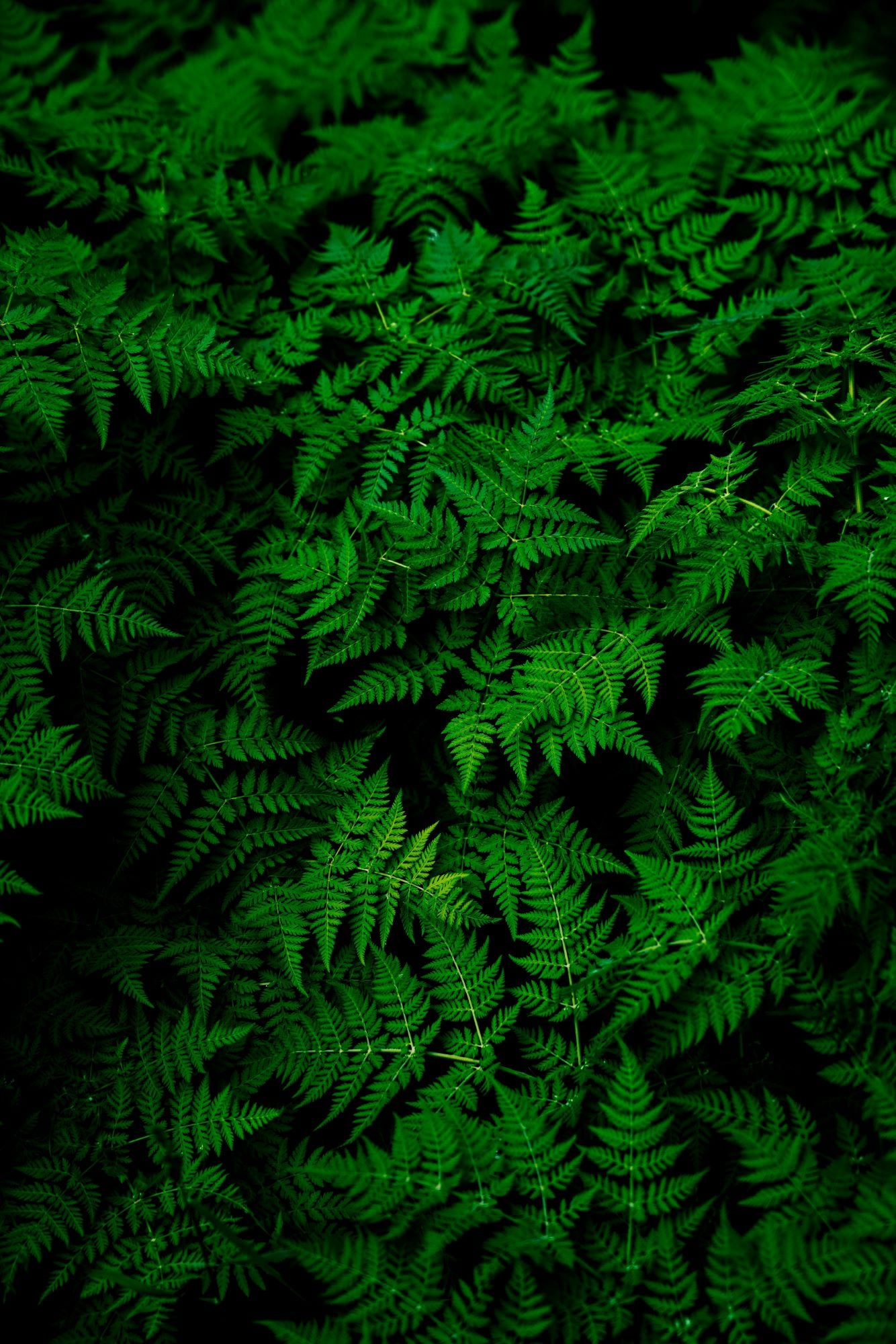 Fern Collection