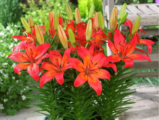 Asiatic Lily