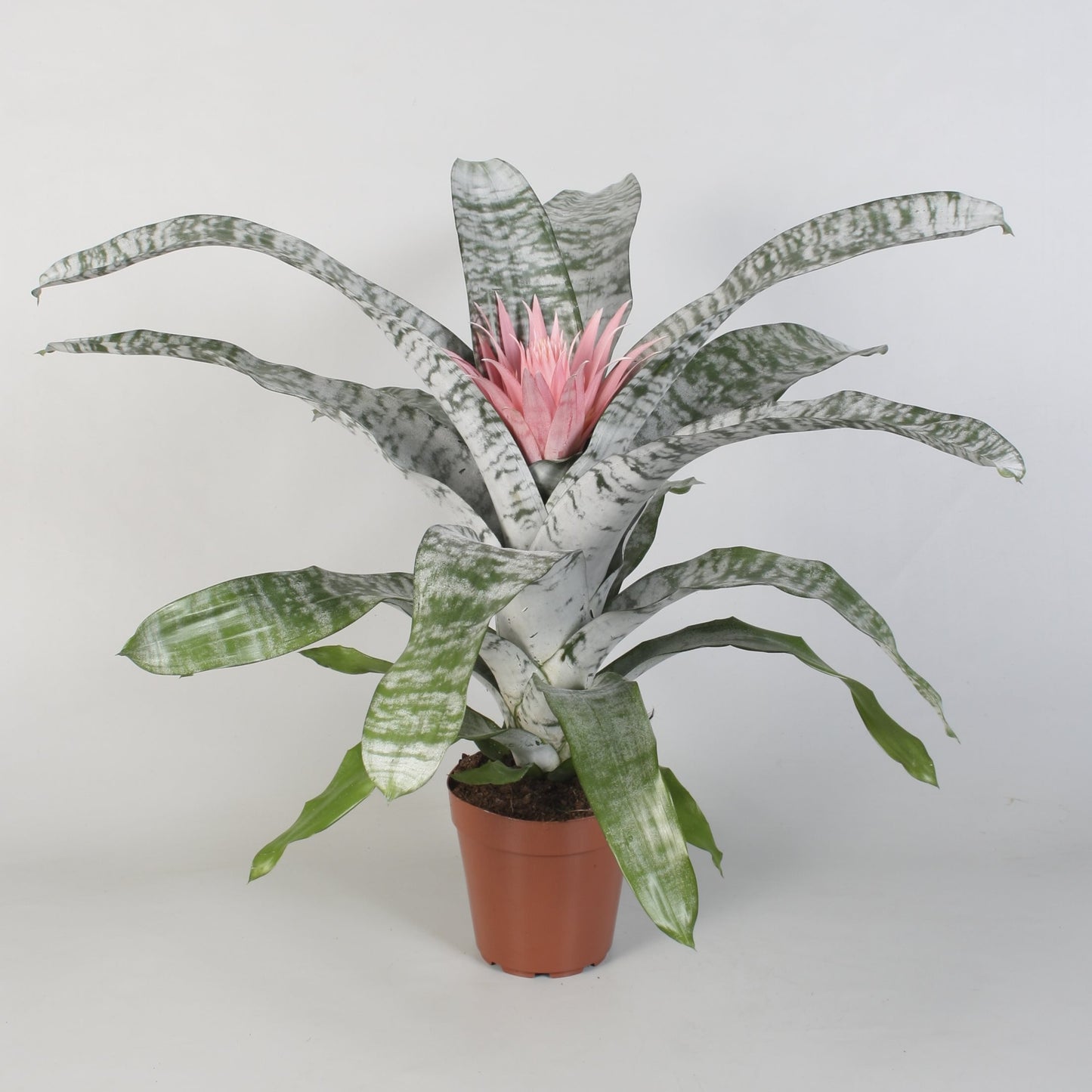 Bromelia Aechmea