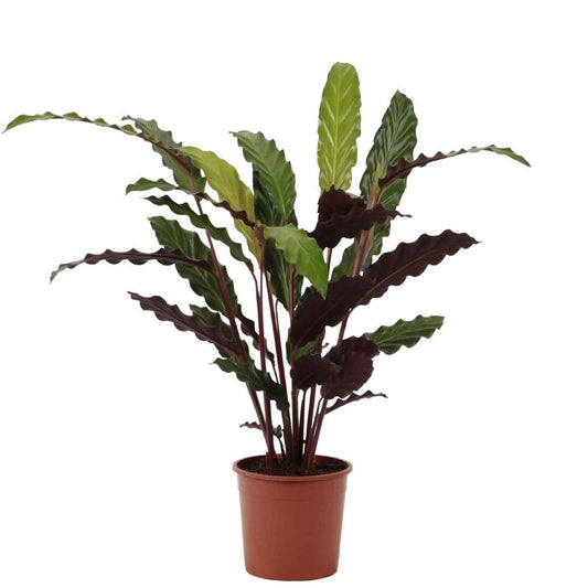 Calathea Rufibarba Blue Grass