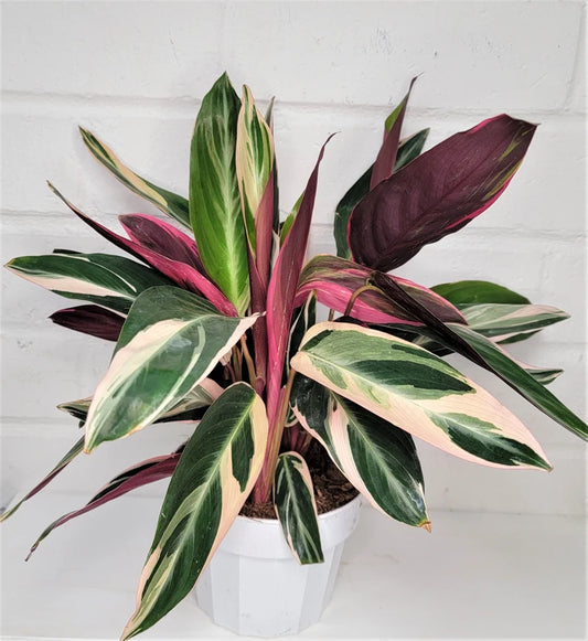 Calathea Triostar