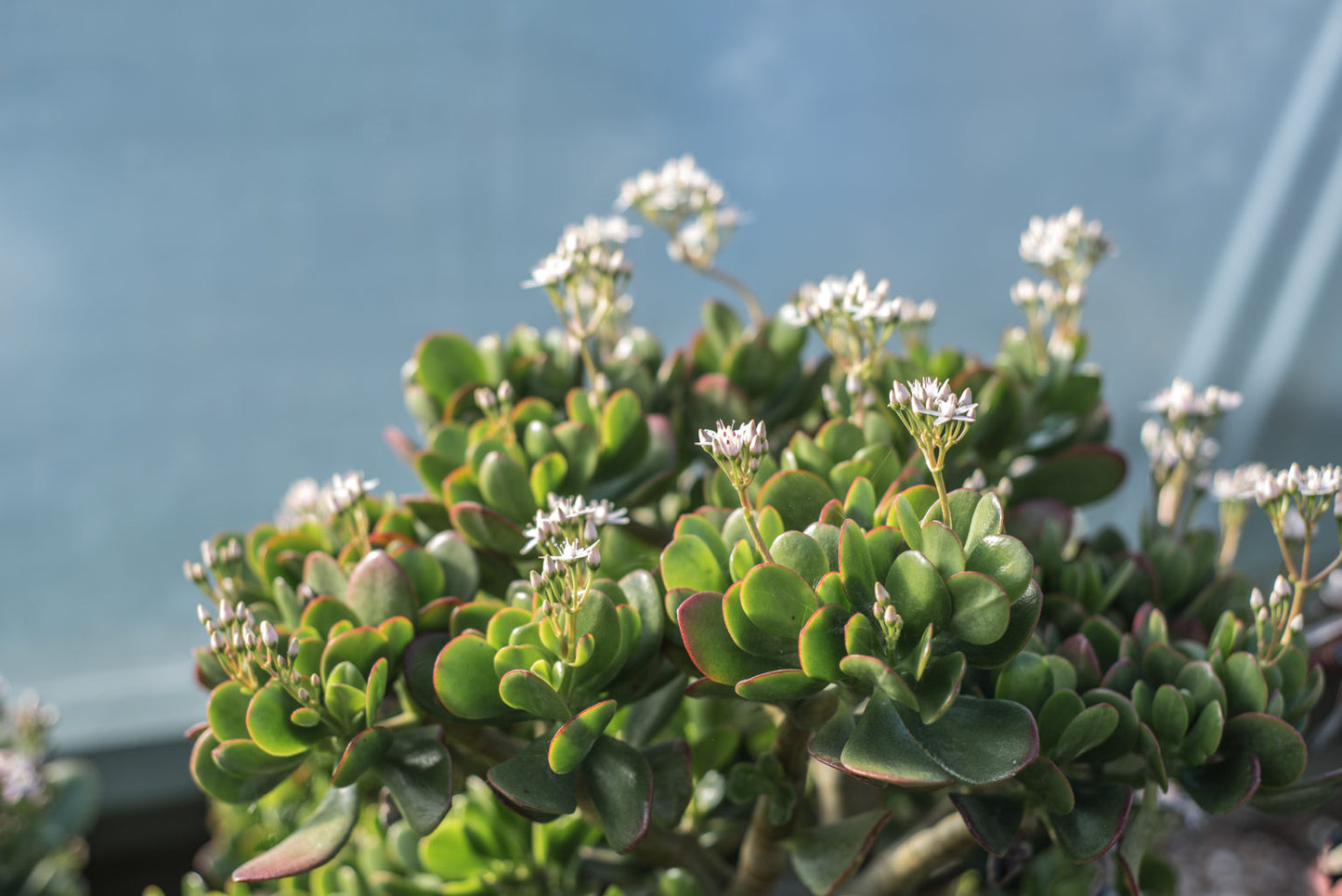 Crassula Ovata (Jade Plant)