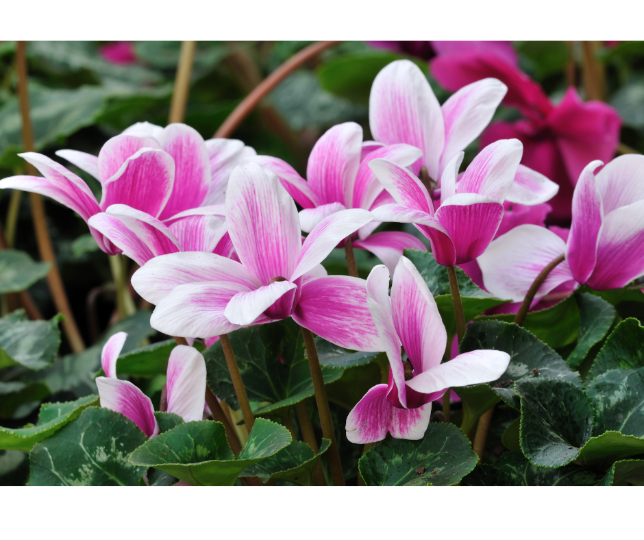 Cyclamen