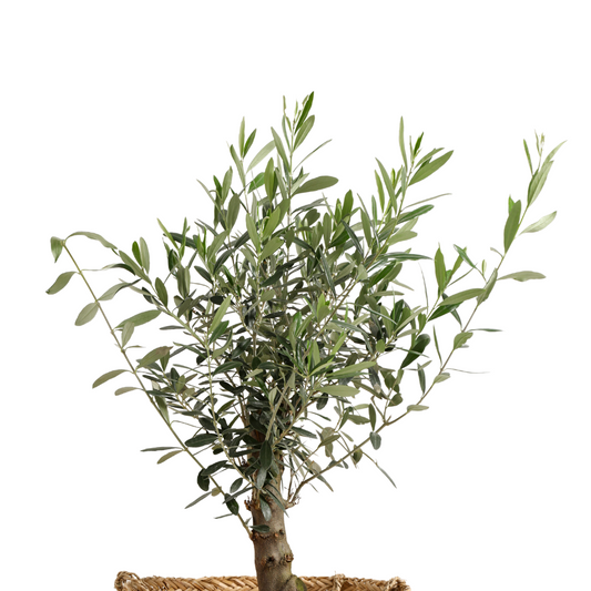 Wild Olive Tree 16cm