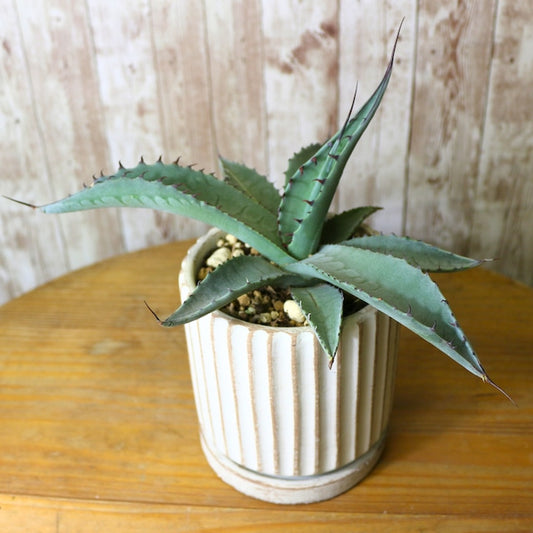 Agave Comosum (Spider Plant)