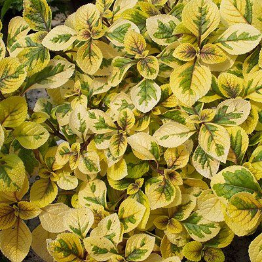 Plectranthus Baurii Golden 14cm