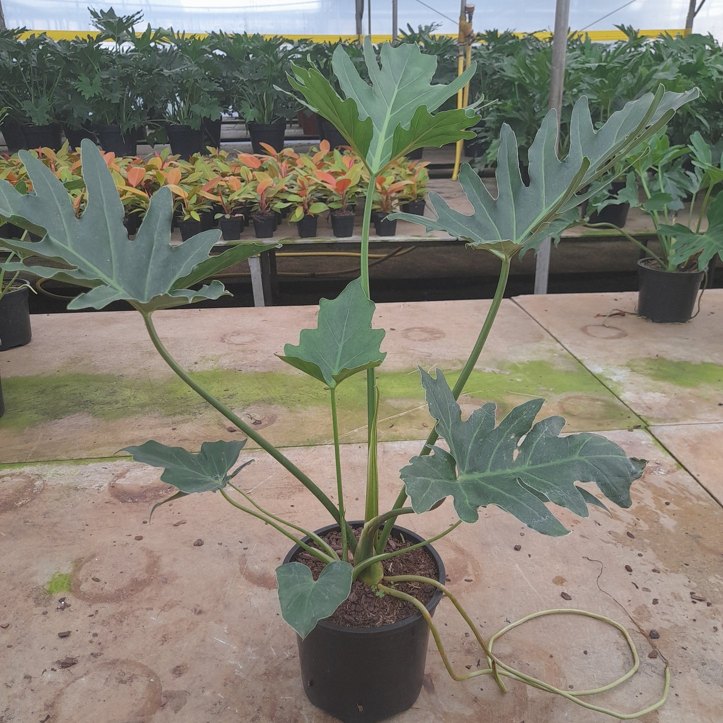 Philodendron Selloum