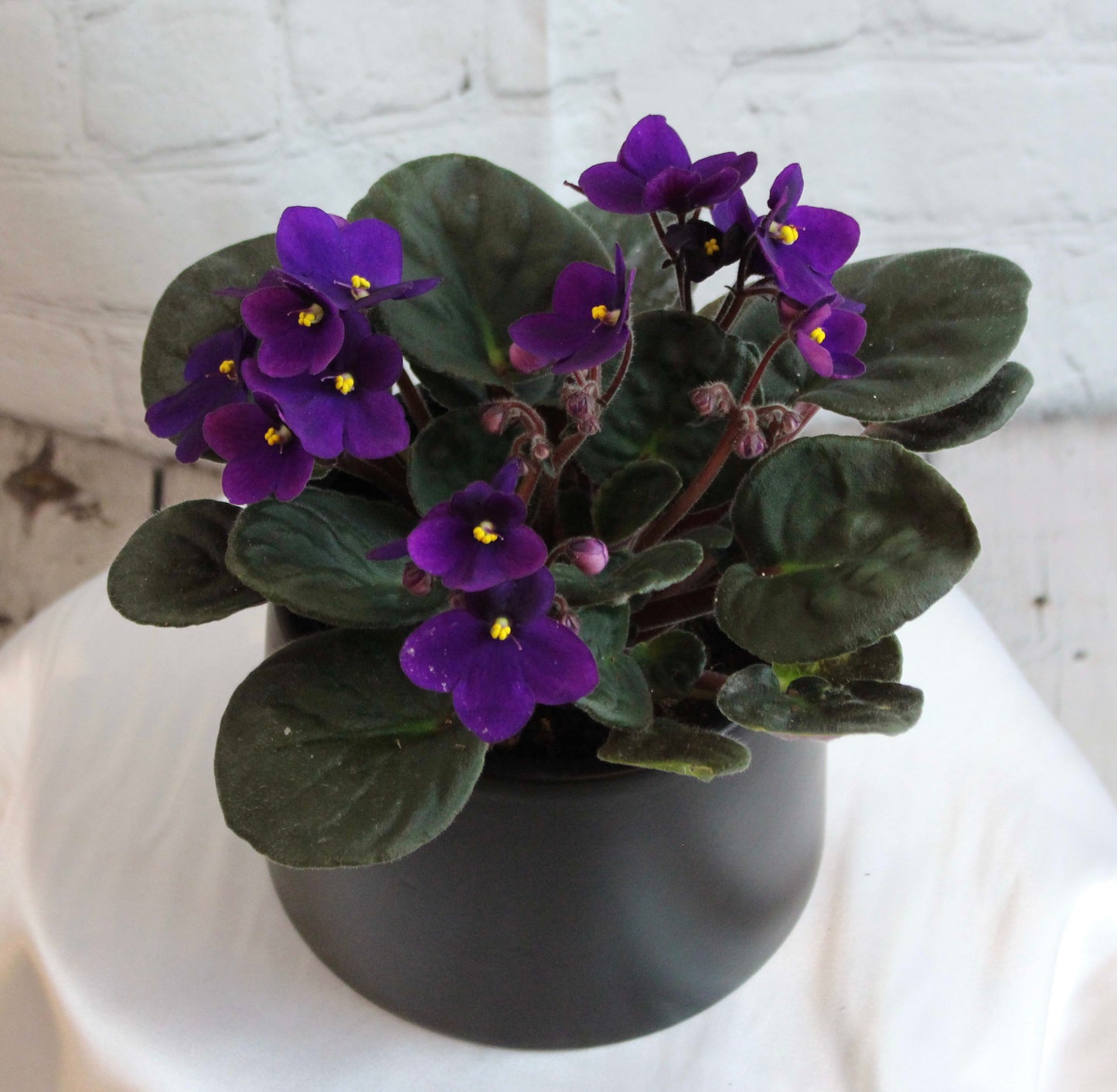 African Violet