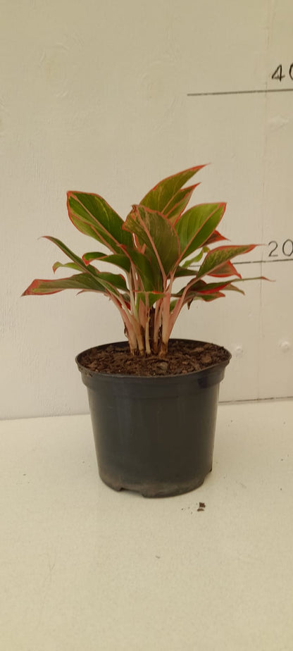 Aglaonema King of Siam