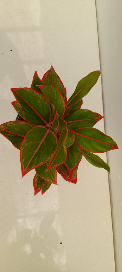 Aglaonema King of Siam