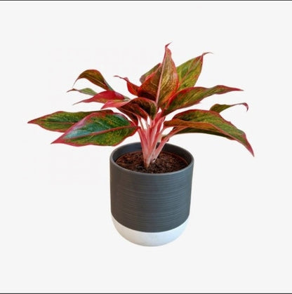 Aglaonema King of Siam