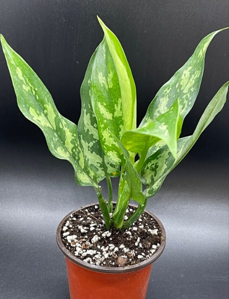 Aglaonema Maria