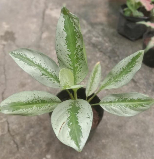 Aglaonema Silver