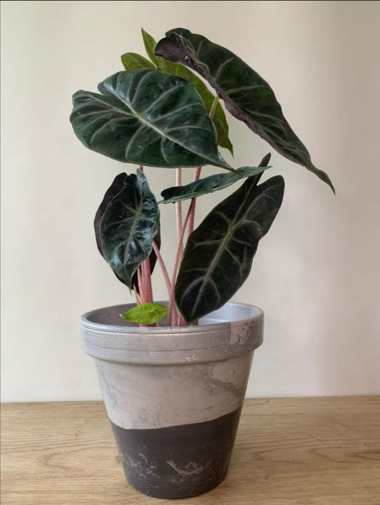 Alocasia Pink Dragon (Pink stem)