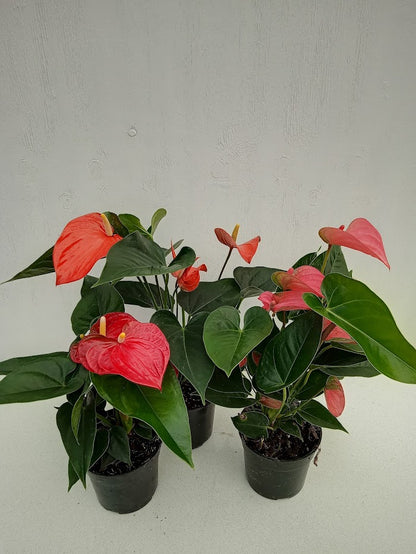 Anthurium