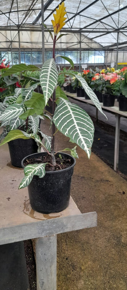 Aphelandra Squarrosa (Zebra Plant)