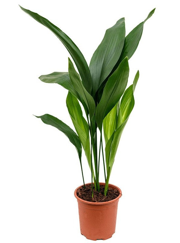 Aspidistra Eliator