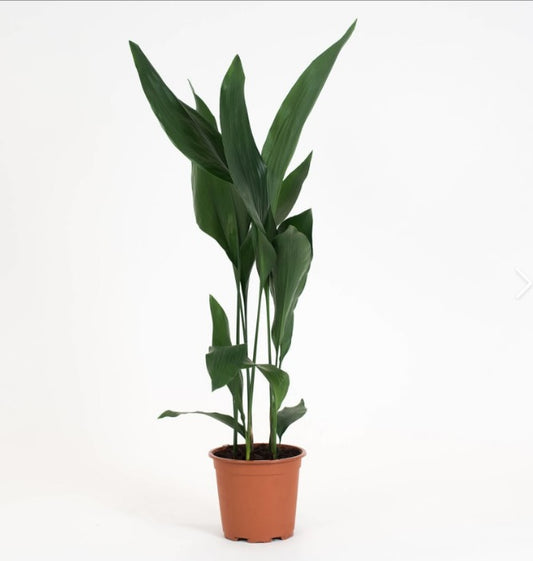 Aspidistra Picta