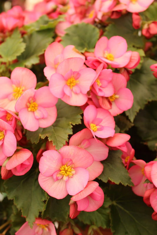 Begonia