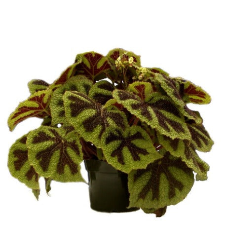 Begonia Iron Cross (Soli-Mutata)