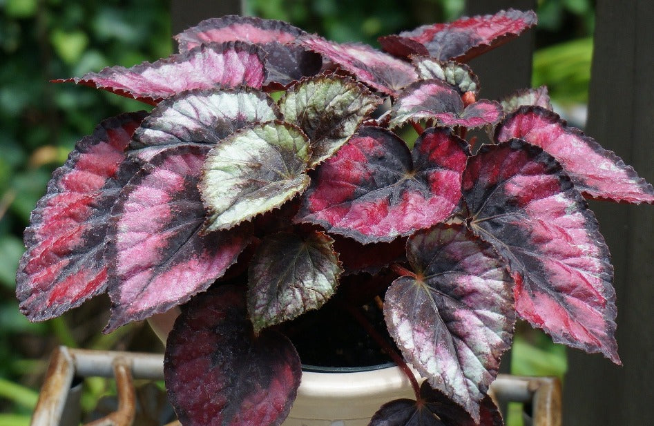 Begonia Rex