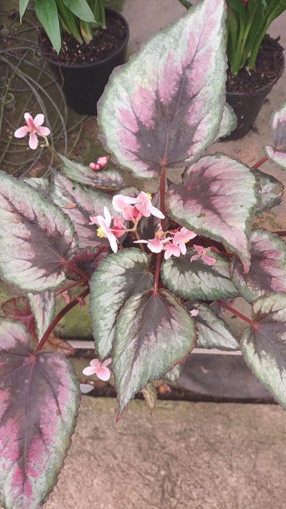 Begonia Rex