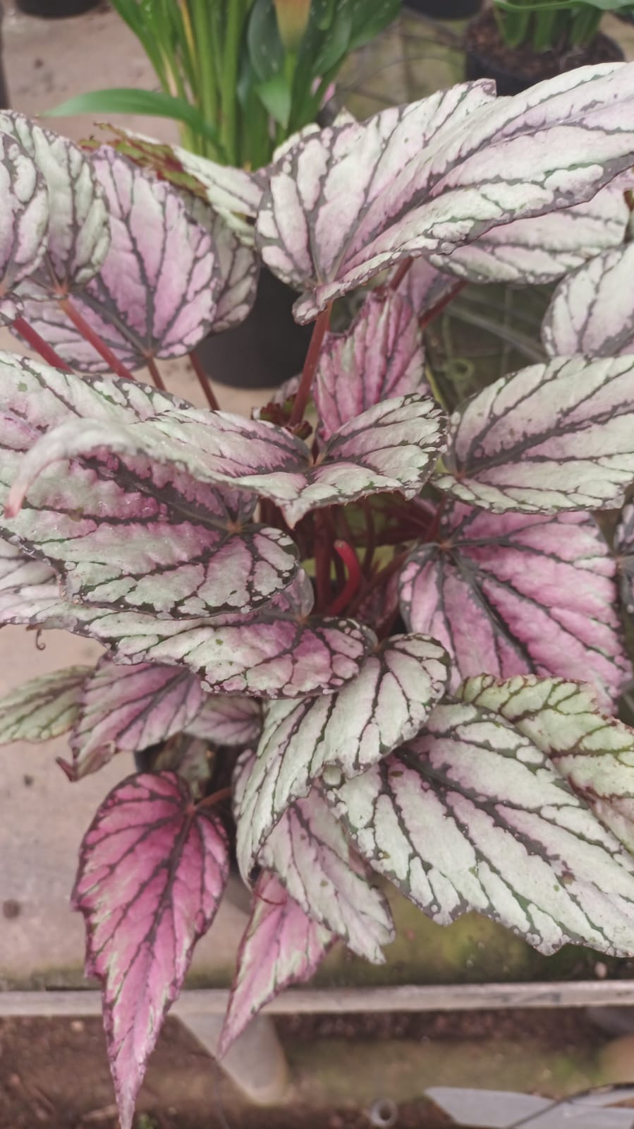 Begonia Rex