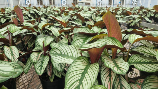 Calathea Majestica (White Star)