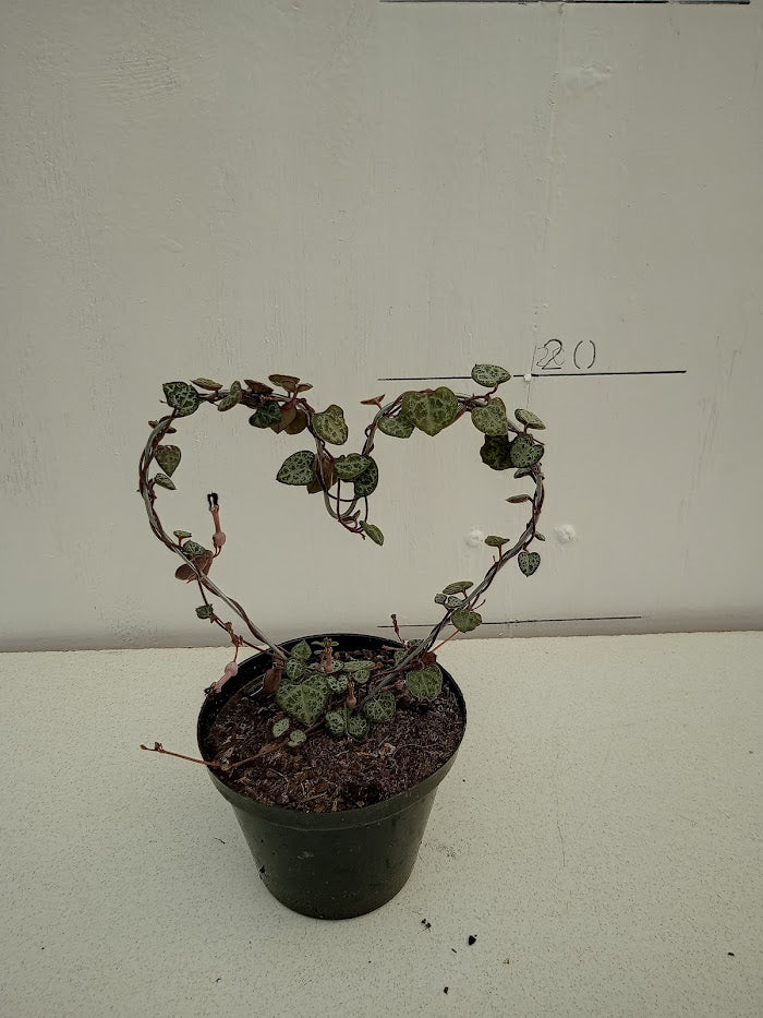 Ceropegia (String of hearts) on heart shaped wire