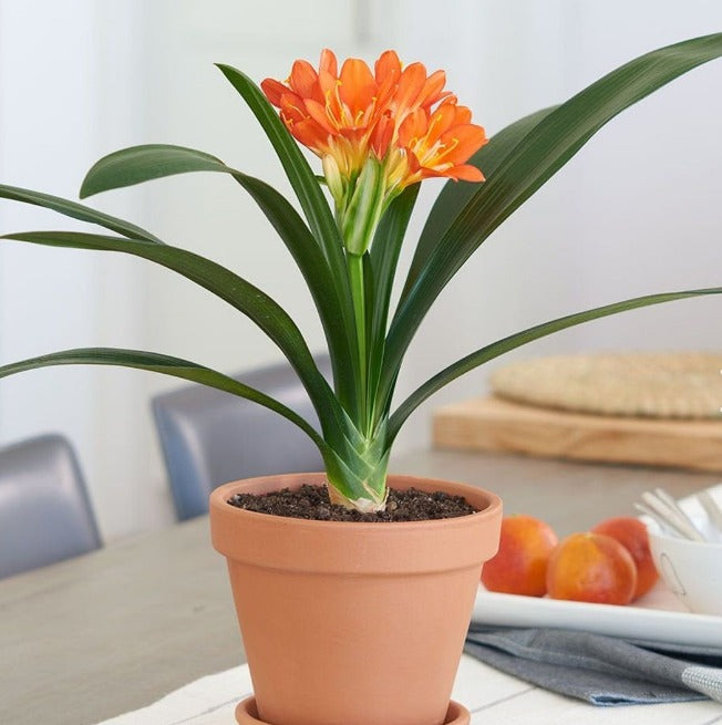 Clivia - No Flower (Orange)