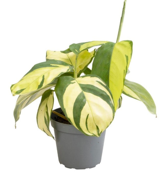 Ctenanthe Golden Mosaic