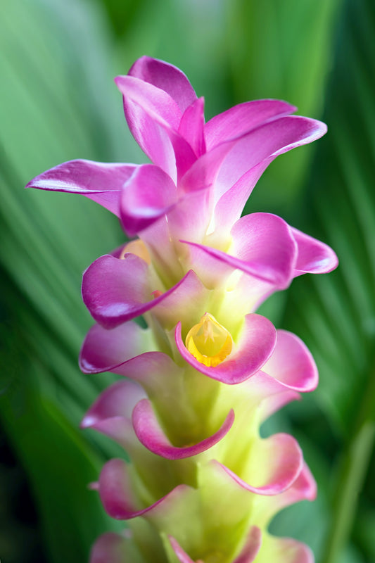 Curcuma Splash