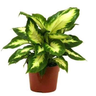 Dieffenbachia Tropic Mariana