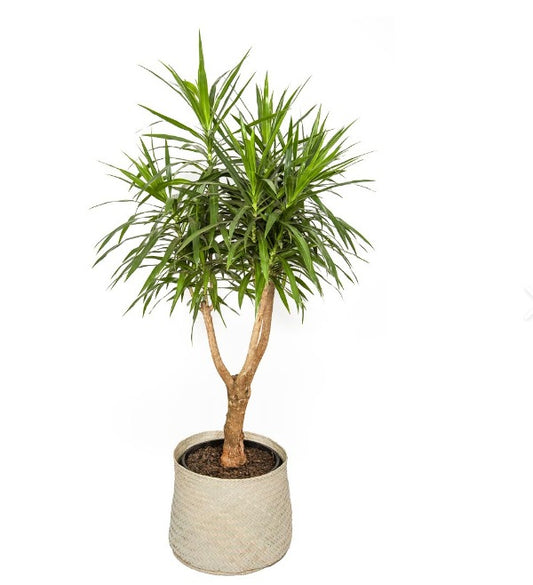 Dracaena Angazi