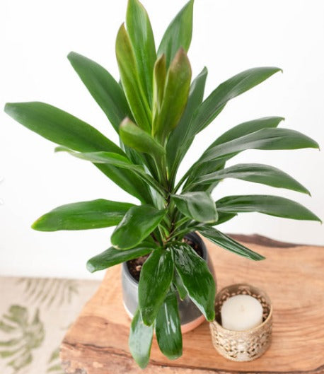 Dracaena Glauca