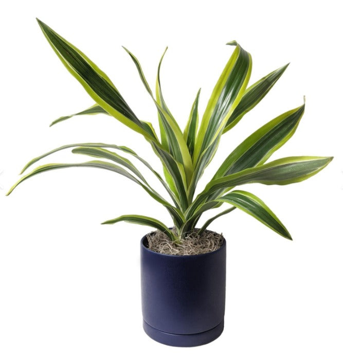 Dracaena Lemon Lime Deco