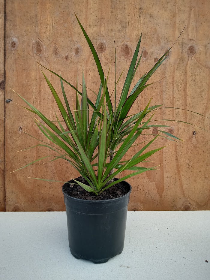 Dracaena Marginata (3in1)