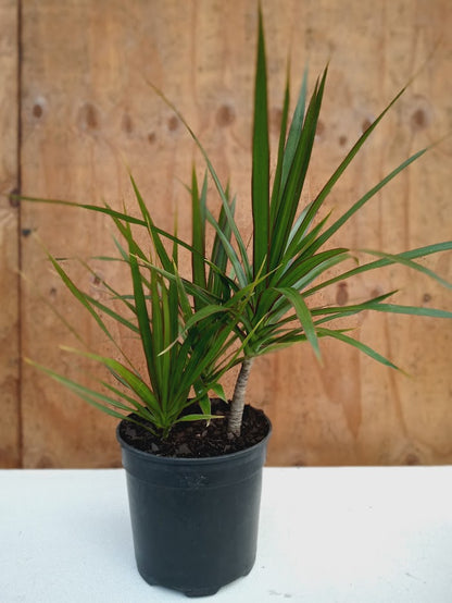 Dracaena Marginata (3in1)