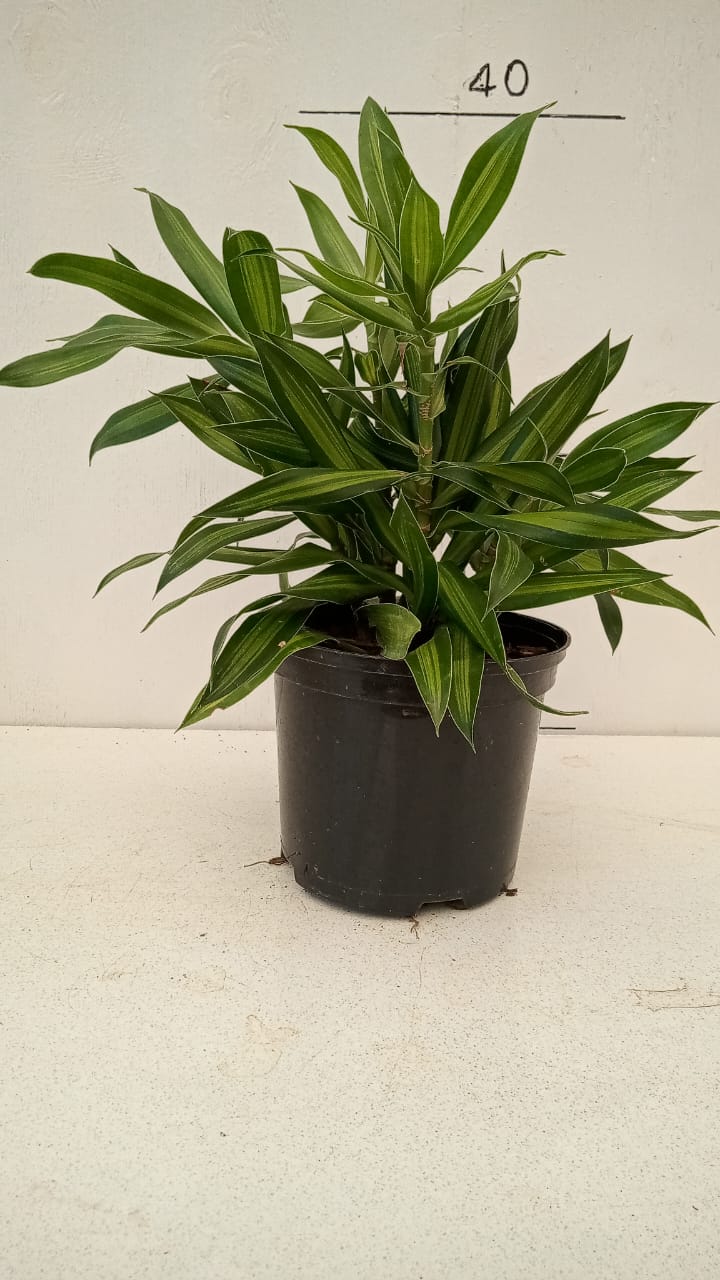 Dracaena Song of Jamaica