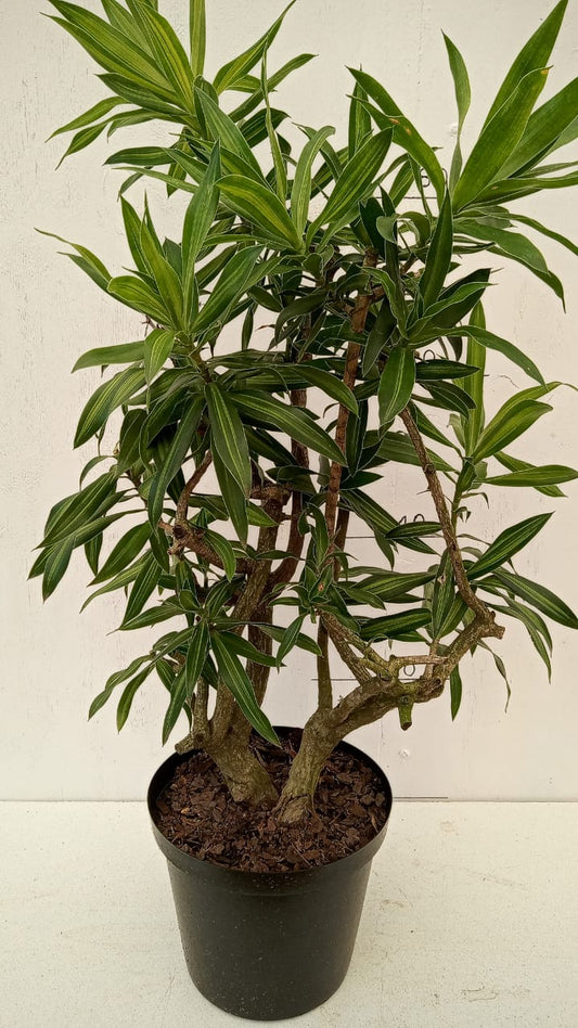 Dracaena Song of Jamaica