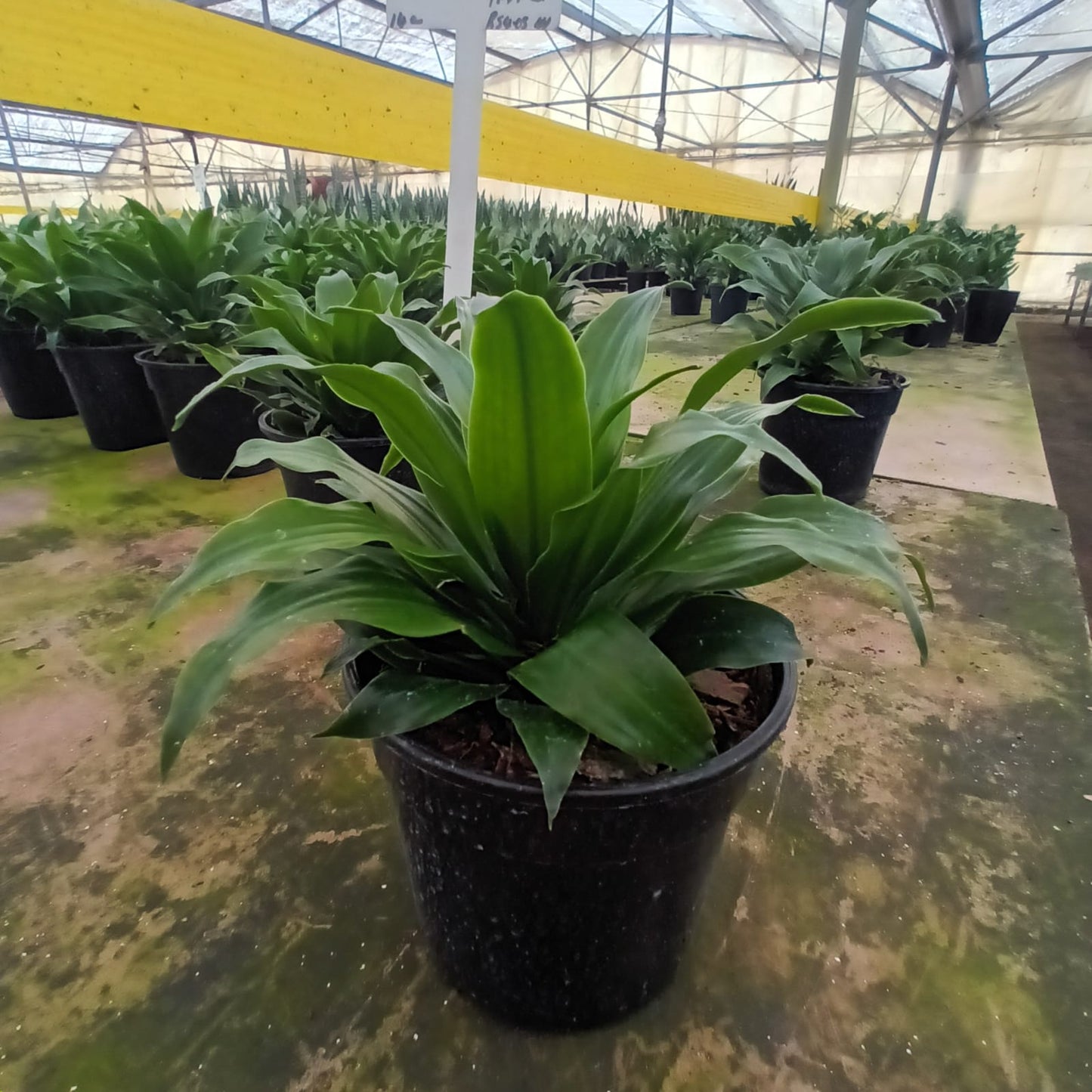 Dracaena Compacta