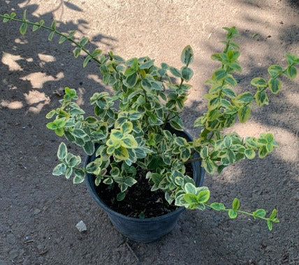 Euonymus Variegata