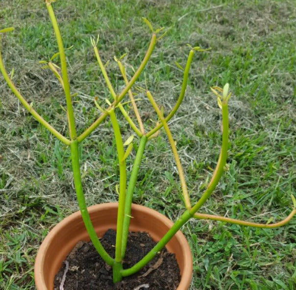 Euphorbia Turicalli