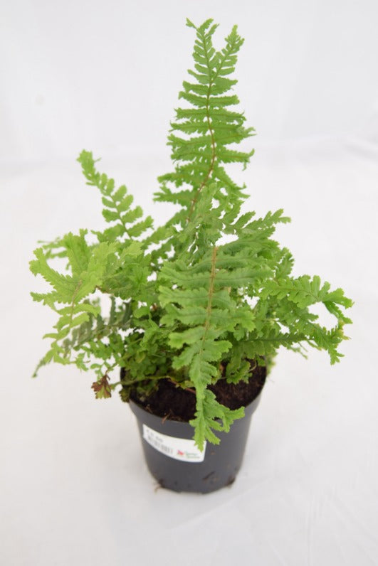 Fern Davalia H/B 16cm