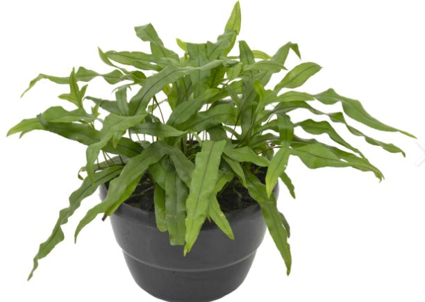 Fern Microsorum Kangaroo H/B 20cm