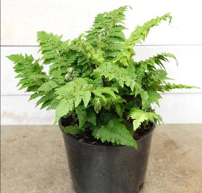 Fern Polystichum Rigens