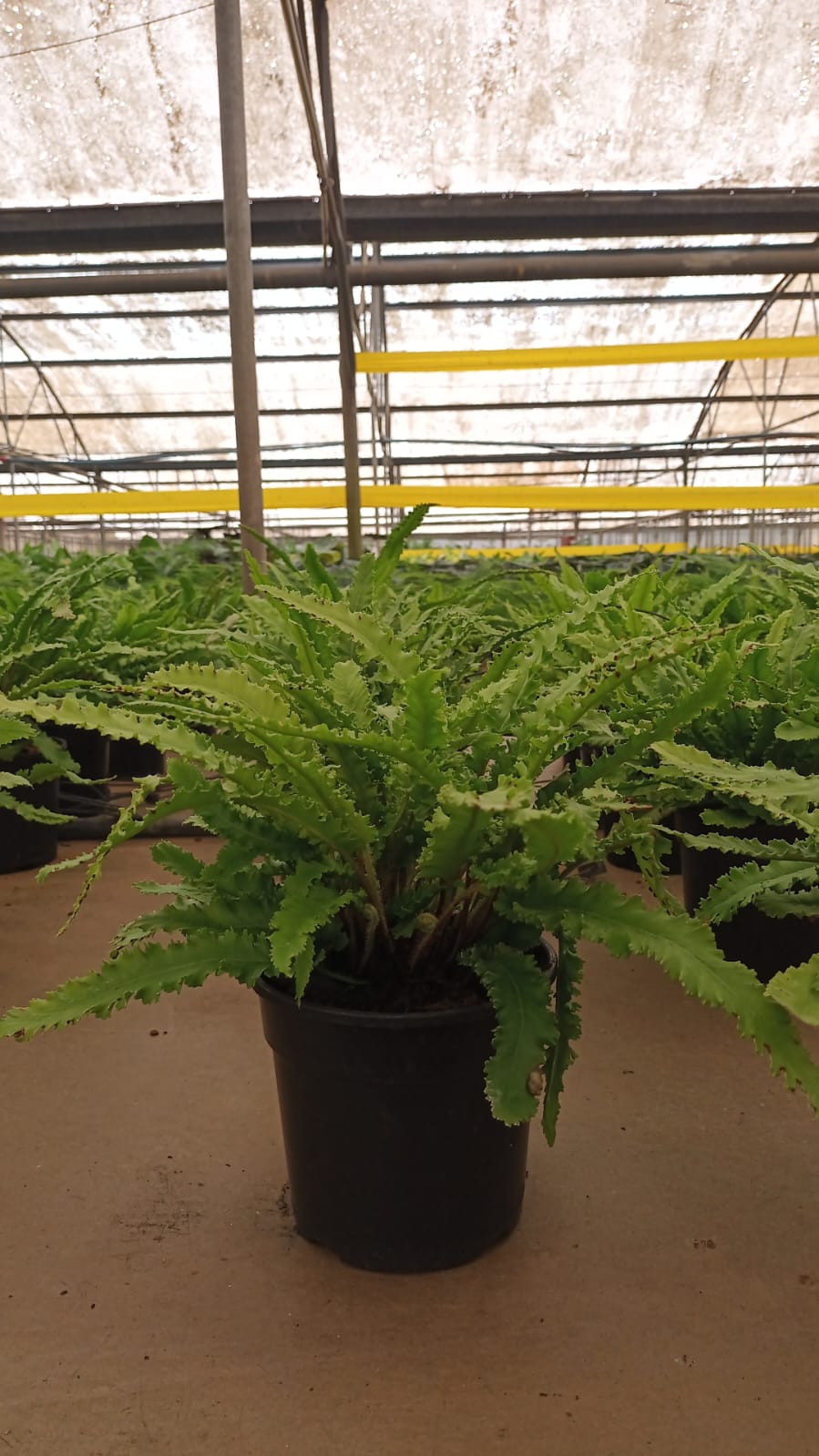 Fern Polystichum Rigens