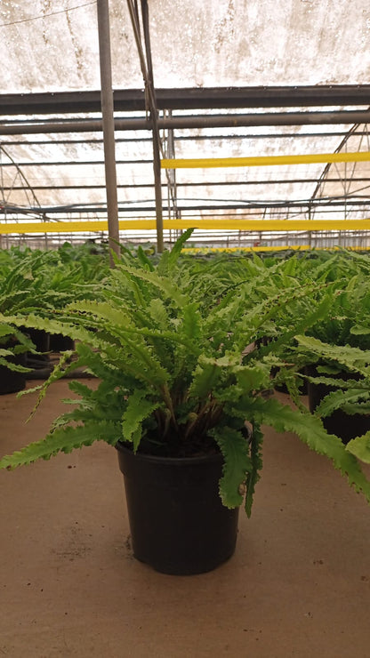 Fern Polystichum Rigens